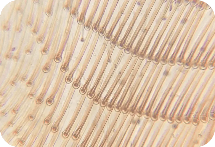 Intestinal Permeability Panel